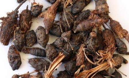 KORAI KIZHANGU / MOTHA / NUT GRASS (DRIED)