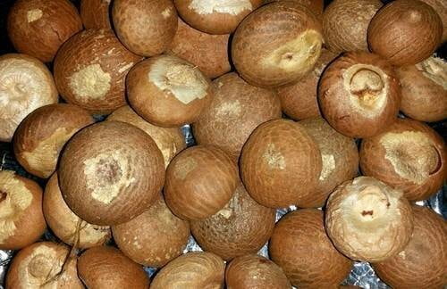 KOTTAI PAAKU / BETELNUT PALM (WHOLE) KOTTAI PAAKU / BETELNUT PALM (WHOLE)