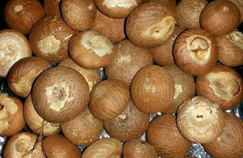 KOTTAI PAAKU / BETELNUT PALM (WHOLE)