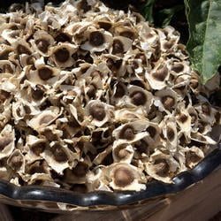 MURUNGAI VITHAI / DRUM STICK SEEDS (DRIED)