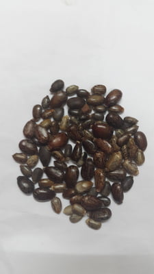 AAMANAKKU VIDHAI / CASTOR SEEDS