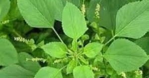 KUPPAIMENI ILAI / INDIAN NETTLE POWDER