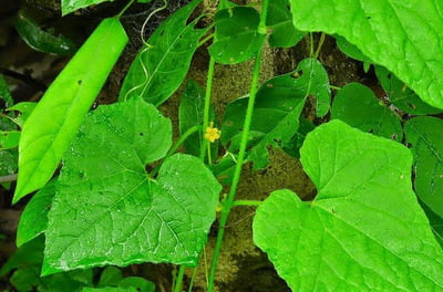 MUSUMUSUKKAI / MADRAS PEA PUMPKIN LEAF POWDER