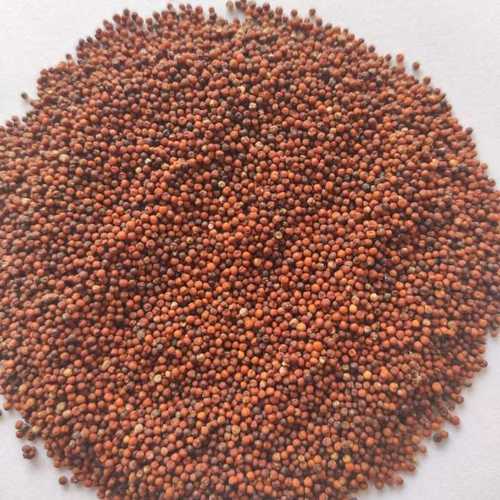 RAGI / FINGER MILLET