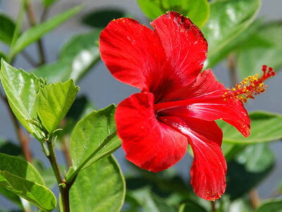 SEMBARUTHI POO / HIBISCUS FLOWER POWDER