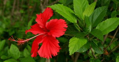 SEMBARUTHI ILAI / HIBISCUS LEAF POWDER