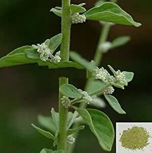 SIRUPEELAI / SIRUKANPEELAI / MOUNTAIN KNOT GRASS POWDER